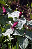 TRILLIUM SESSILE,  WAKE ROBIN