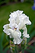 IRIS HAPPENSTANCE