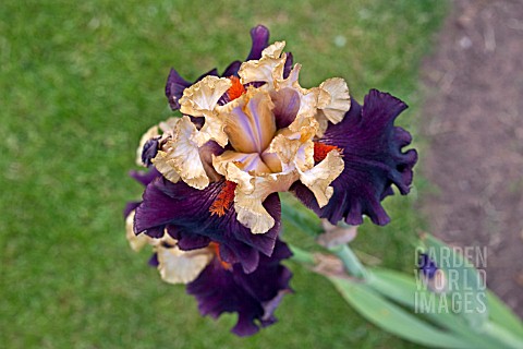 IRIS_FOREIGN_LEGION