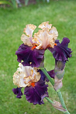 IRIS_FOREIGN_LEGION