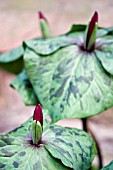 TRILLIUM SESSILE,  WAKE ROBIN