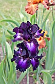 IRIS BALTIC STAR