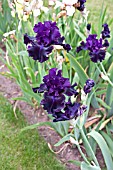 IRIS BADLANDS