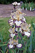 IRIS OMINOUS STRANGER