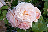 ROSA A SHROPSHIRE LAD