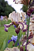 IRIS OMINOUS STRANGER