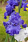 IRIS BLENHEIM ROYAL