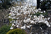 MAGNOLIA STELLATA IN BORDER