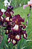 IRIS PROVENCAL