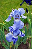 IRIS HARBOR BLUE