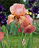 IRIS MELBREAK
