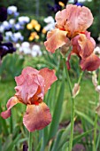 IRIS MELBREAK