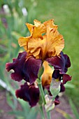 IRIS SUPREME SULTAN