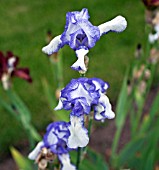 IRIS PLICATA