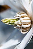 MAGNOLIA STELLATA