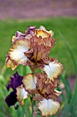 IRIS PATINA