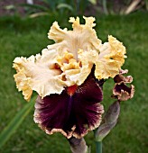 IRIS RED ORCHID