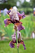 IRIS JUNGLE SHADOWS