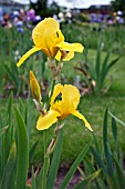 IRIS GOLDEN ENCORE