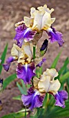 IRIS GRAPELET