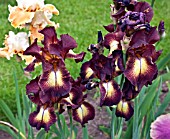 IRIS PROVENCAL