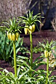 FRITILLARIA IMPERIALIS