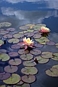 NYMPHAEA JOHN WEDGWOOD