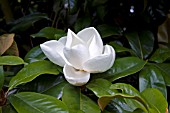 MAGNOLIA GRANDIFLORA CHARLES DICKENS