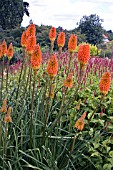 KNIPHOFIA PRINCE IGOR