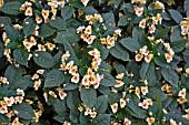 IMPATIENS FUSION GLOW BALFUSGLO FUSION SERIES