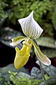 PAPHIOPEDILUM MAUDIAE GX