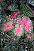 CALADIUM BICOLOR ROSEBUD