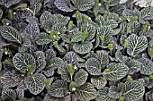 FITTONIA ALBIVENIS ARGYRONEURA