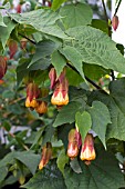 ABUTILON X HYBRIDUM CYNTHIA PIKE