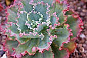ECHEVERIA SHAVIANA FRILLS