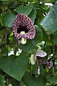 ARISTOLOCHIA LITTORALIS