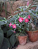 ADENIUM OBESUM PINK SWAZI STAR