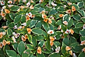 IMPATIENS FUSION PEACH FROST BALFUSPEAFRO