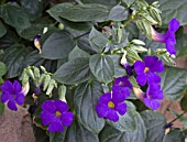 THUNBERGIA TOGOENSIS