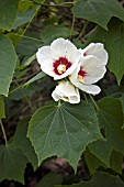 HIBISCUS PARAMUTABILIS