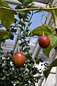 CYPHOMANDRA BETACEA, TREE TOMATOES