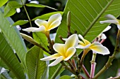 PLUMERIA RUBRA