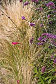 STIPA TENUISSIMA AND VERBENA BONARIENSIS IN ASSOCIATION