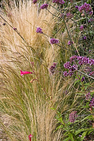 STIPA_TENUISSIMA_AND_VERBENA_BONARIENSIS_IN_ASSOCIATION