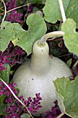 ORNAMENTAL GOURD