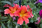 SALPIGLOSSIS SINUATA CASINO SERIES