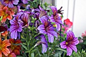 SALPIGLOSSIS SINUATA CASINO SERIES