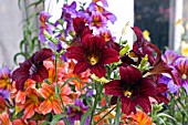 SALPIGLOSSIS SINUATA CASINO SERIES