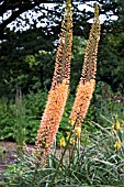 EREMURUS X ISABELLINUS CLEOPATRA