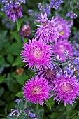 CENTAUREA HYPOLEUCA JOHN COUTTS